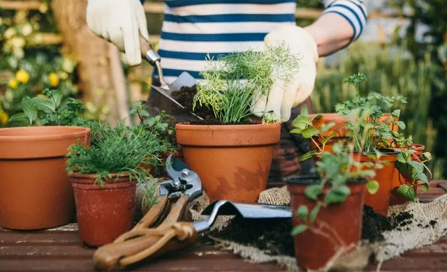 Free Gardening Workshop Classes
