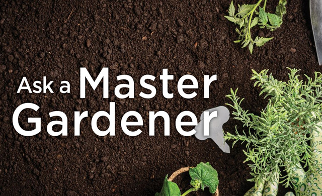Ask a master gardener